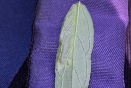 Agromyza sp.